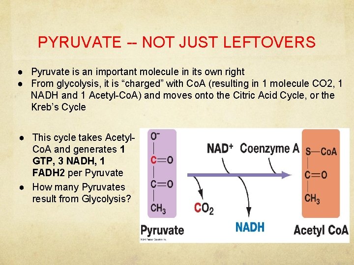 PYRUVATE -- NOT JUST LEFTOVERS ● Pyruvate is an important molecule in its own