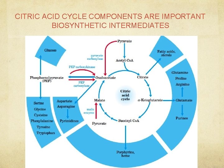CITRIC ACID CYCLE COMPONENTS ARE IMPORTANT BIOSYNTHETIC INTERMEDIATES 