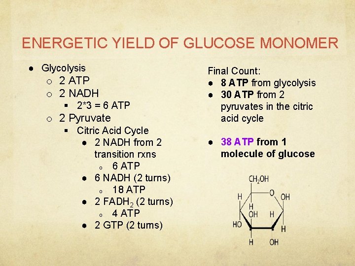 ENERGETIC YIELD OF GLUCOSE MONOMER ● Glycolysis o 2 ATP o 2 NADH §