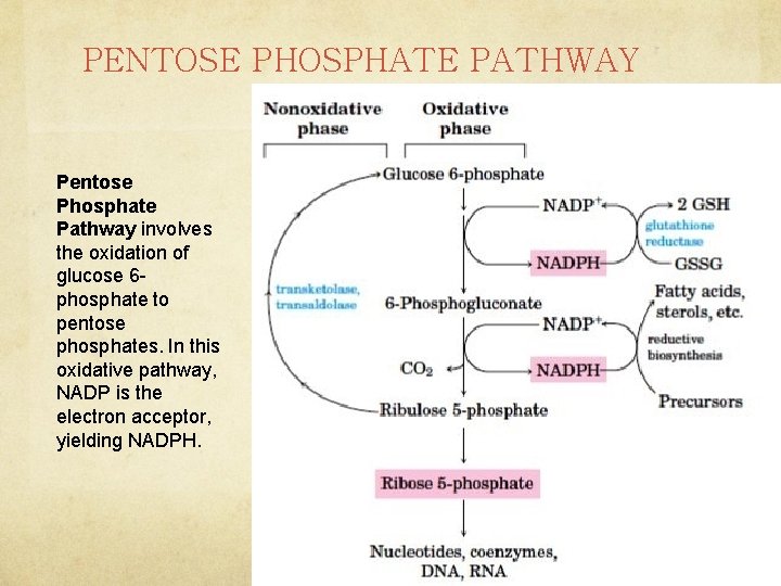 PENTOSE PHOSPHATE PATHWAY Pentose Phosphate Pathway involves the oxidation of glucose 6 phosphate to