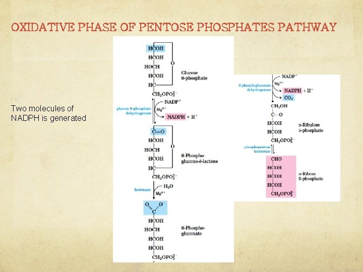 OXIDATIVE PHASE OF PENTOSE PHOSPHATES PATHWAY Two molecules of NADPH is generated 