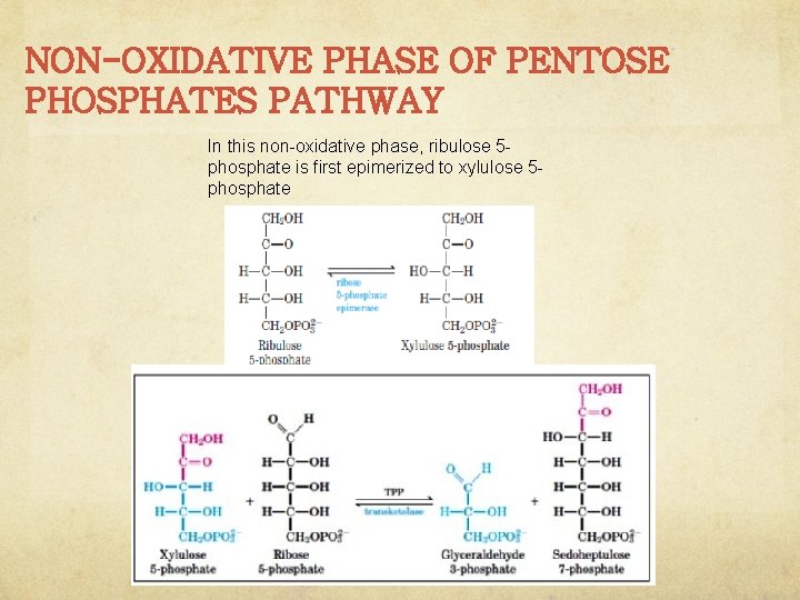 NON-OXIDATIVE PHASE OF PENTOSE PHOSPHATES PATHWAY In this non-oxidative phase, ribulose 5 phosphate is