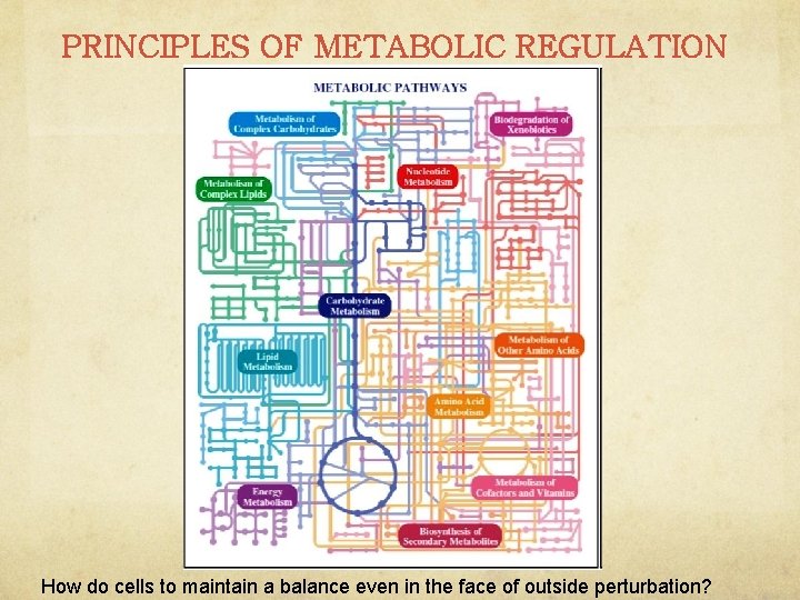 PRINCIPLES OF METABOLIC REGULATION How do cells to maintain a balance even in the