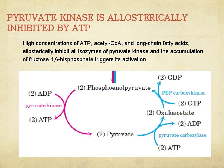 PYRUVATE KINASE IS ALLOSTERICALLY INHIBITED BY ATP High concentrations of ATP, acetyl-Co. A, and