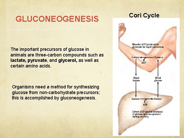 GLUCONEOGENESIS The important precursors of glucose in animals are three-carbon compounds such as lactate,