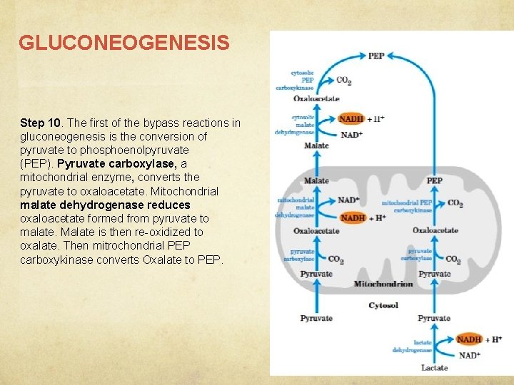 GLUCONEOGENESIS Step 10. The first of the bypass reactions in gluconeogenesis is the conversion