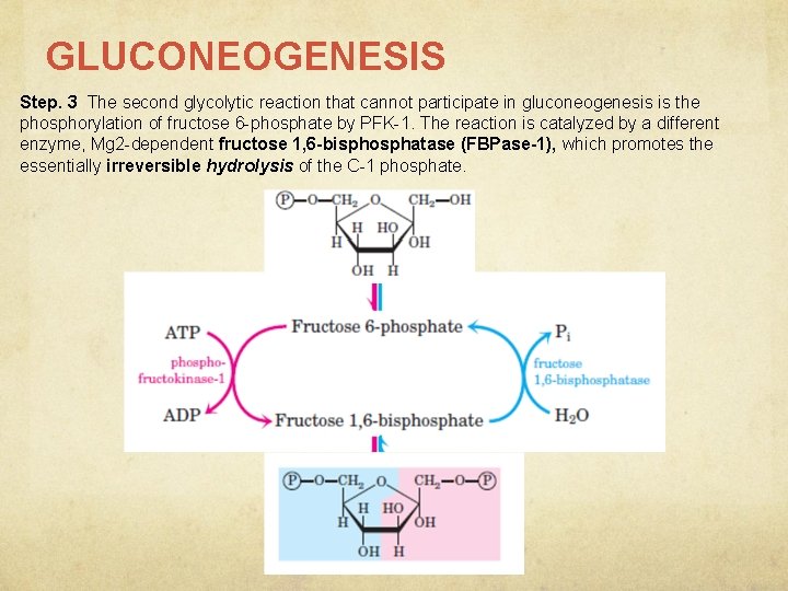 GLUCONEOGENESIS Step. 3 The second glycolytic reaction that cannot participate in gluconeogenesis is the