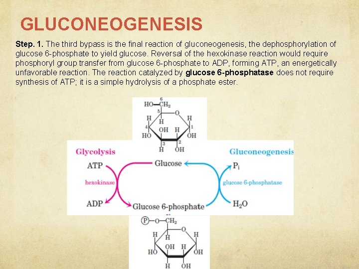 GLUCONEOGENESIS Step. 1. The third bypass is the final reaction of gluconeogenesis, the dephosphorylation
