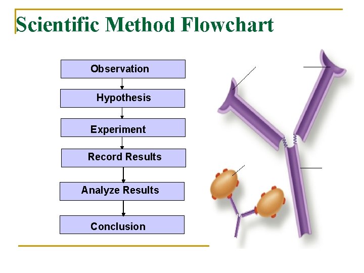 Scientific Method Flowchart Observation Hypothesis Experiment Record Results Analyze Results Conclusion 