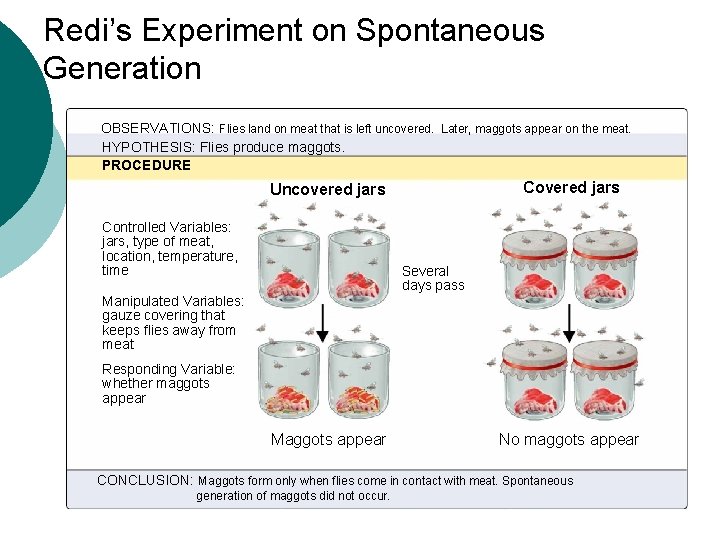 Redi’s Experiment on Spontaneous Generation OBSERVATIONS: Flies land on meat that is left uncovered.