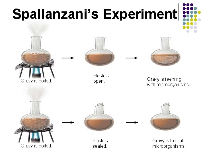 Spallanzani’s Experiment Gravy is boiled. Flask is open. Gravy is boiled. Flask is sealed.