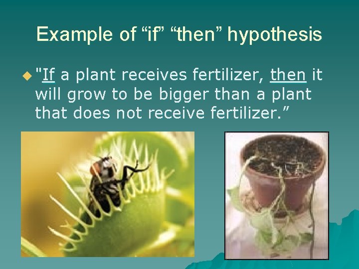 Example of “if” “then” hypothesis u "If a plant receives fertilizer, then it will
