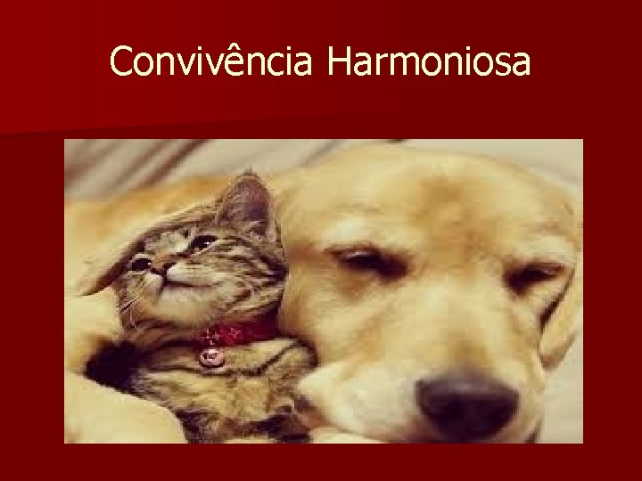 Convivência Harmoniosa 