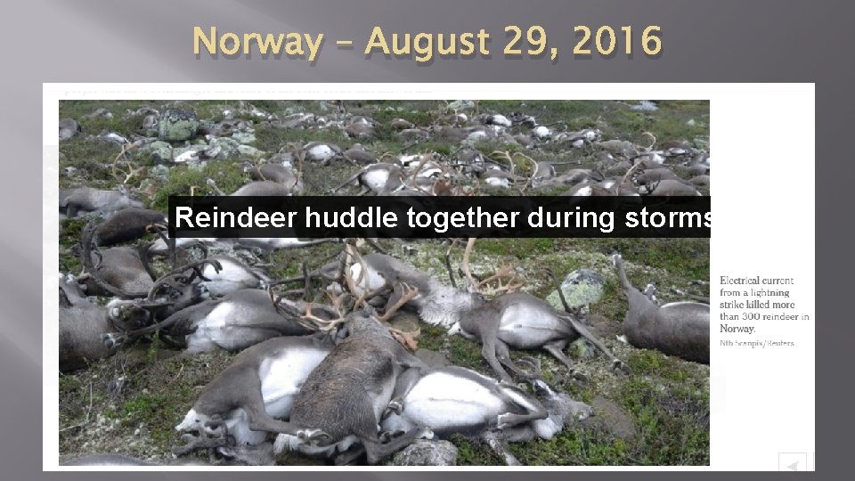 Norway – August 29, 2016 Reindeer huddle together during storms 