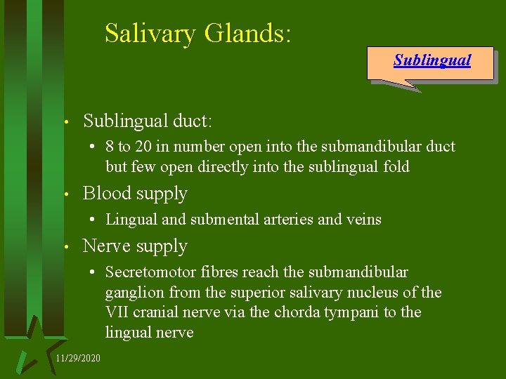 Salivary Glands: Sublingual • Sublingual duct: • 8 to 20 in number open into