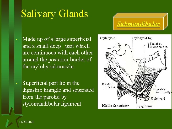 Salivary Glands Submandibular • Made up of a large superficial and a small deep