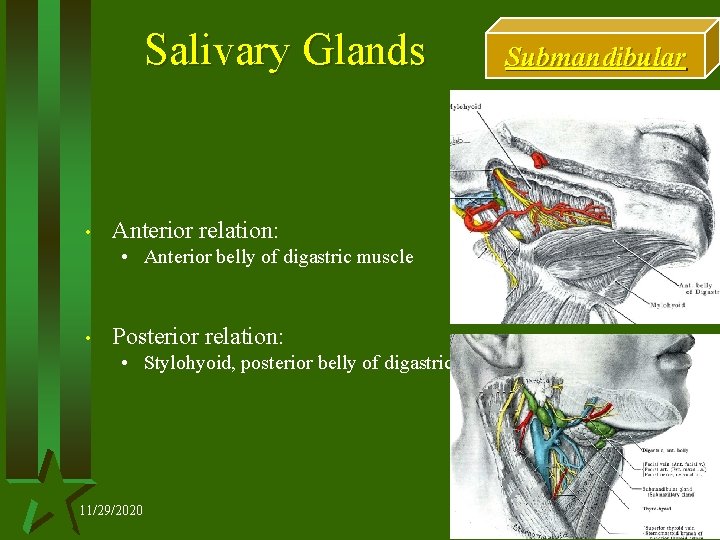 Salivary Glands • Submandibular Anterior relation: • Anterior belly of digastric muscle • Posterior