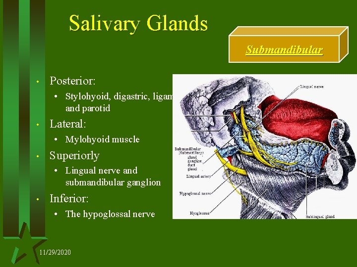 Salivary Glands Submandibular • Posterior: • Stylohyoid, digastric, ligament and parotid • Lateral: •