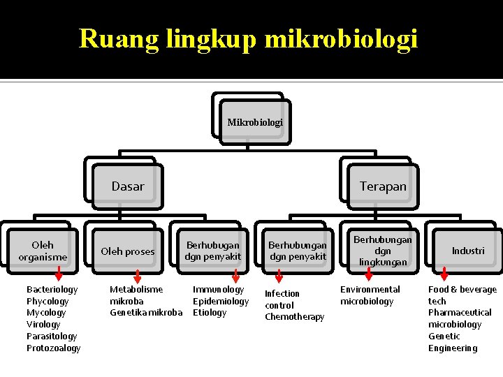 Ruang lingkup mikrobiologi Mikrobiologi Dasar Oleh organisme Bacteriology Phycology Mycology Virology Parasitology Protozoalogy Oleh