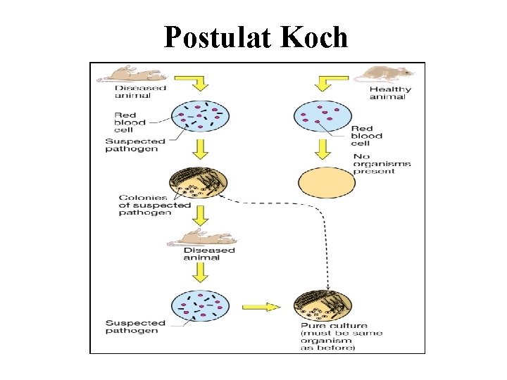Postulat Koch 
