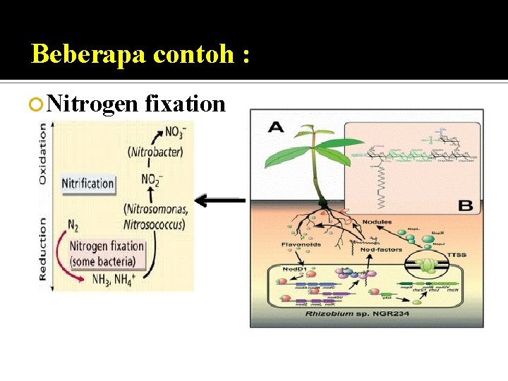 Beberapa contoh : Nitrogen fixation 