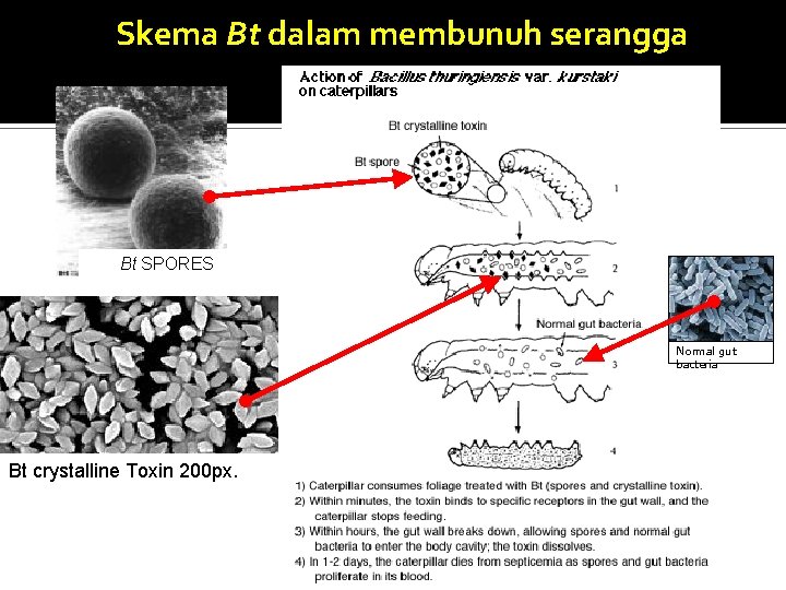 Skema Bt dalam membunuh serangga Bt SPORES Normal gut bacteria Bt crystalline Toxin 200