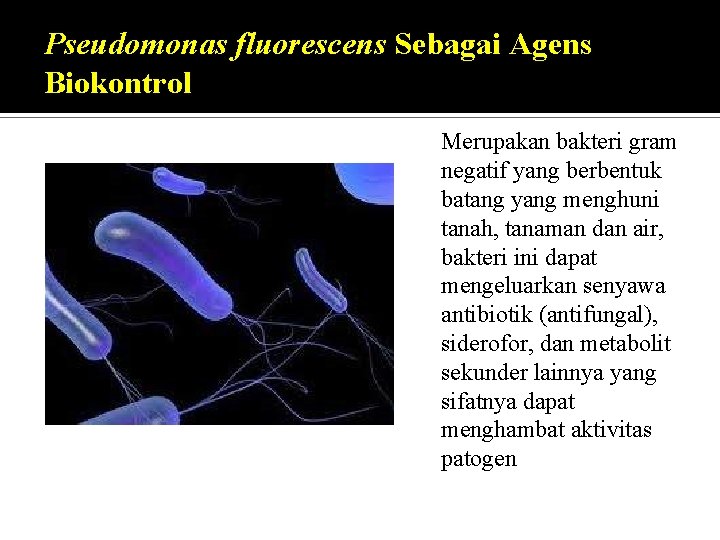Pseudomonas fluorescens Sebagai Agens Biokontrol Merupakan bakteri gram negatif yang berbentuk batang yang menghuni