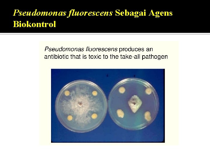 Pseudomonas fluorescens Sebagai Agens Biokontrol 