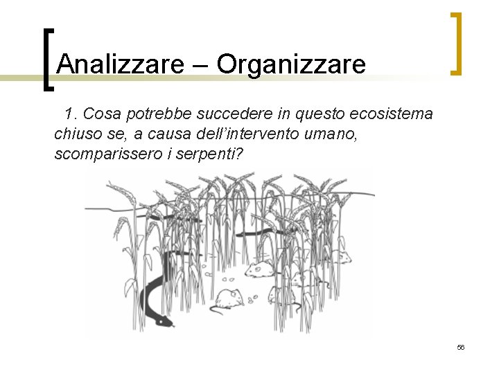 Analizzare – Organizzare 1. Cosa potrebbe succedere in questo ecosistema chiuso se, a causa
