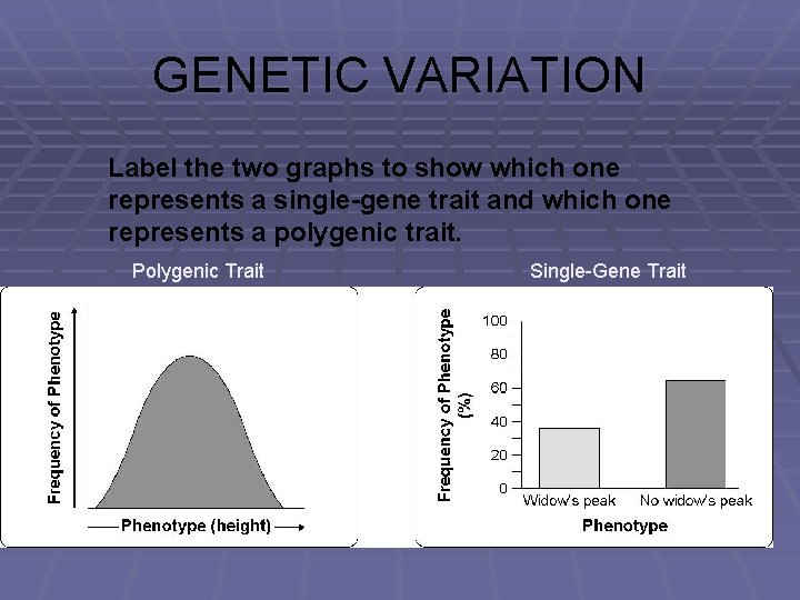 GENETIC VARIATION Label the two graphs to show which one represents a single-gene trait