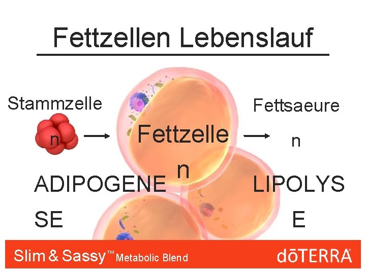 Fettzellen Lebenslauf Stammzelle n Fettsaeure Fettzelle n ADIPOGENE SE Slim & Sassy™™ Metabolic Blend
