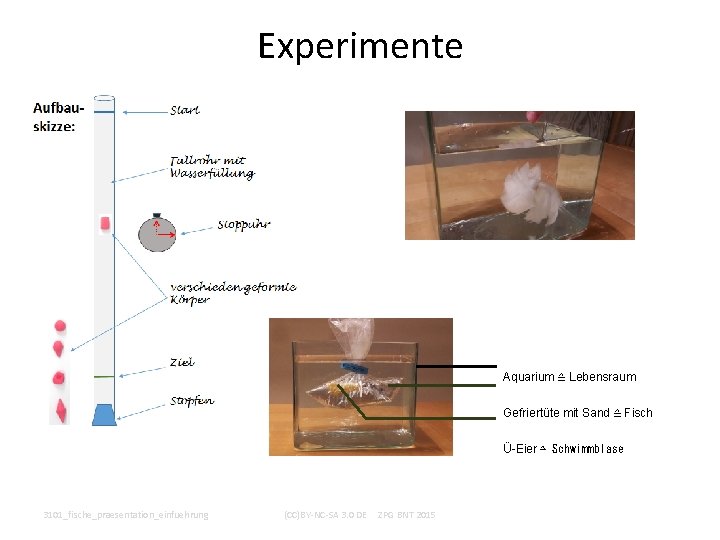 Experimente Aquarium ≙ Lebensraum Gefriertüte mit Sand ≙ Fisch Ü-Eier ≙ Schwimmblase 3101_fische_praesentation_einfuehrung (CC)BY-NC-SA