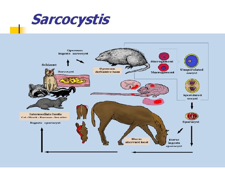 Sarcocystis 