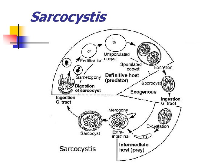 Sarcocystis 