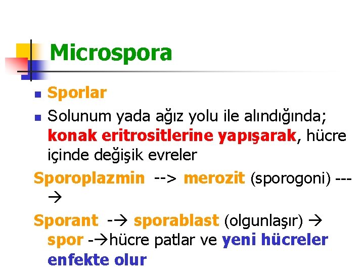 Microspora Sporlar n Solunum yada ağız yolu ile alındığında; konak eritrositlerine yapışarak, hücre içinde