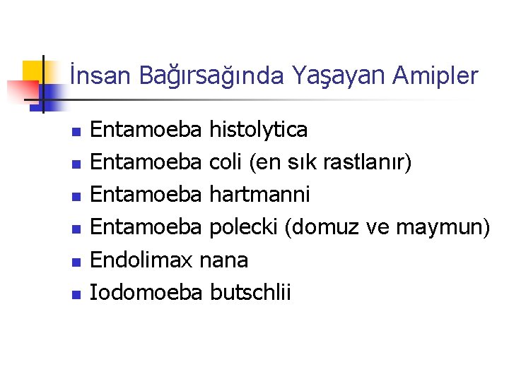 İnsan Bağırsağında Yaşayan Amipler n n n Entamoeba histolytica Entamoeba coli (en sık rastlanır)