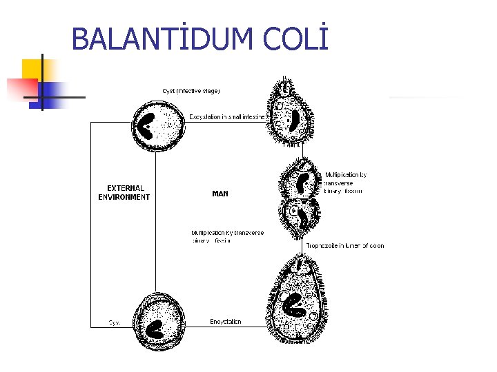 BALANTİDUM COLİ 