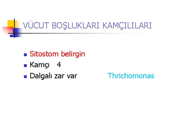 VÜCUT BOŞLUKLARI KAMÇILILARI n n n Sitostom belirgin Kamçı 4 Dalgalı zar var Thrichomonas