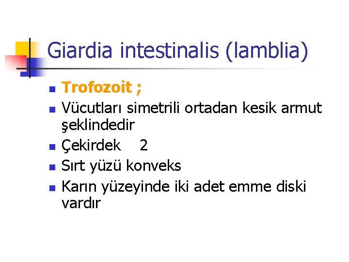 Giardia intestinalis (lamblia) n n n Trofozoit ; Vücutları simetrili ortadan kesik armut şeklindedir