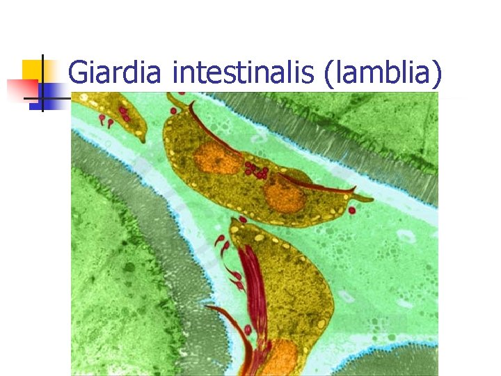 Giardia intestinalis (lamblia) 