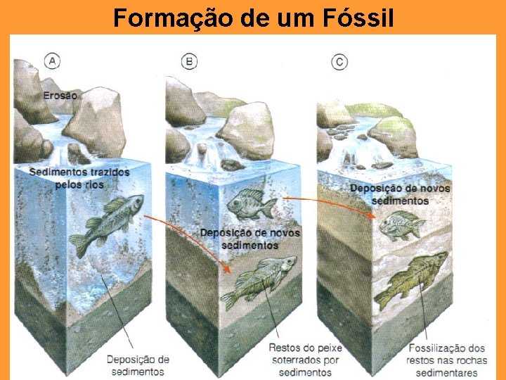 Formação de um Fóssil 
