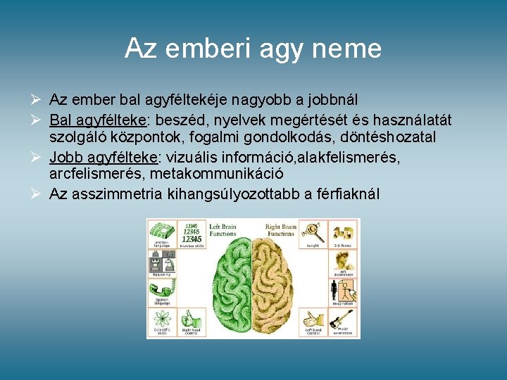 Az emberi agy neme Ø Az ember bal agyféltekéje nagyobb a jobbnál Ø Bal Az emberi agy neme Ø Az ember bal agyféltekéje nagyobb a jobbnál Ø Bal