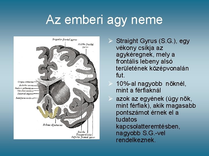 Az emberi agy neme Ø Straight Gyrus (S. G. ), egy vékony csíkja az