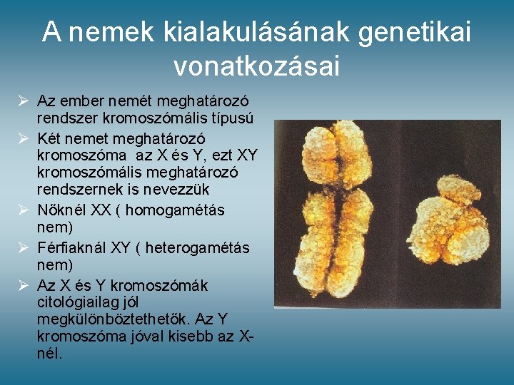 A nemek kialakulásának genetikai vonatkozásai Ø Az ember nemét meghatározó rendszer kromoszómális típusú Ø A nemek kialakulásának genetikai vonatkozásai Ø Az ember nemét meghatározó rendszer kromoszómális típusú Ø