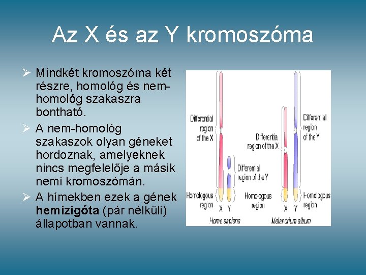 Az X és az Y kromoszóma Ø Mindkét kromoszóma két részre, homológ és nemhomológ Az X és az Y kromoszóma Ø Mindkét kromoszóma két részre, homológ és nemhomológ