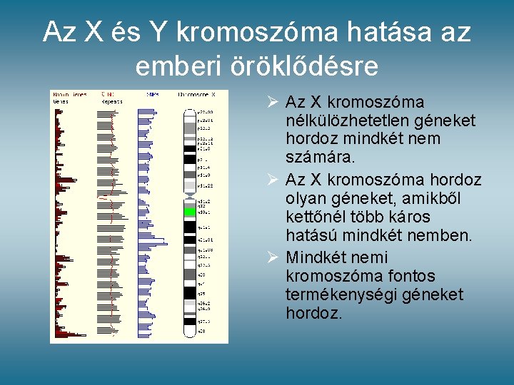 Az X és Y kromoszóma hatása az emberi öröklődésre Ø Az X kromoszóma nélkülözhetetlen Az X és Y kromoszóma hatása az emberi öröklődésre Ø Az X kromoszóma nélkülözhetetlen