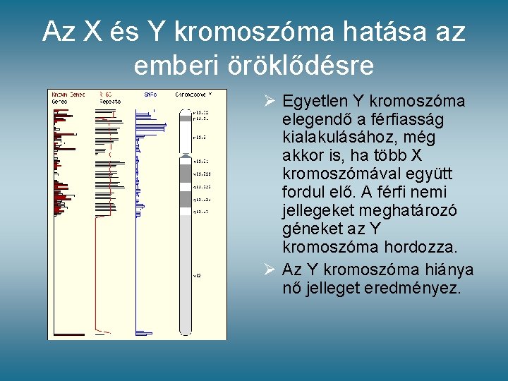Az X és Y kromoszóma hatása az emberi öröklődésre Ø Egyetlen Y kromoszóma elegendő Az X és Y kromoszóma hatása az emberi öröklődésre Ø Egyetlen Y kromoszóma elegendő
