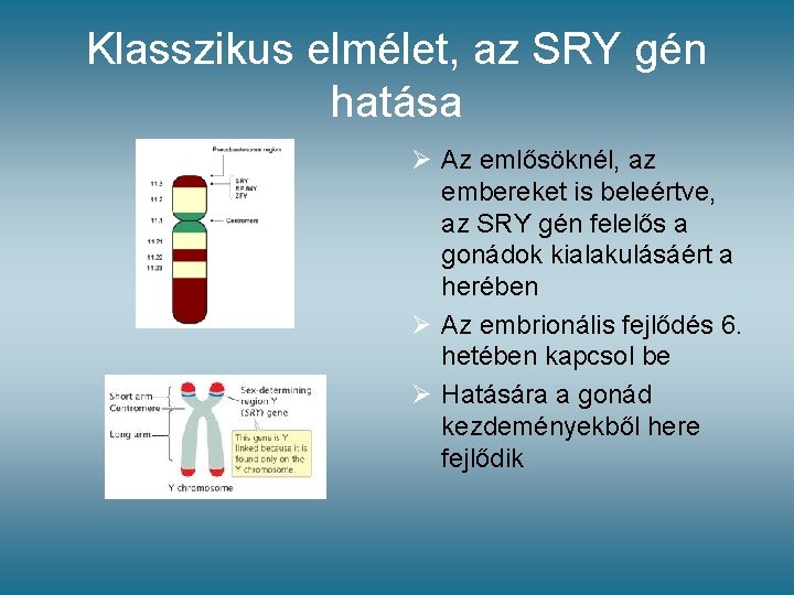 Klasszikus elmélet, az SRY gén hatása Ø Az emlősöknél, az embereket is beleértve, az Klasszikus elmélet, az SRY gén hatása Ø Az emlősöknél, az embereket is beleértve, az