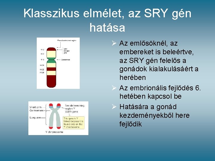 Klasszikus elmélet, az SRY gén hatása Ø Az emlősöknél, az embereket is beleértve, az