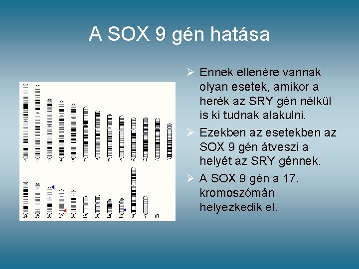A SOX 9 gén hatása Ø Ennek ellenére vannak olyan esetek, amikor a herék